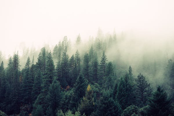 Forest Types